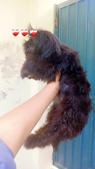 A female Shitzu Waiting For New Home