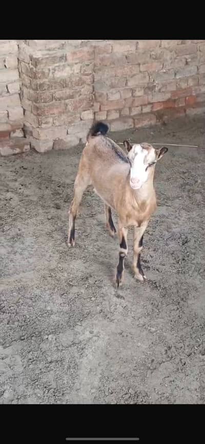 Most beautiful Teddy Goats Pair