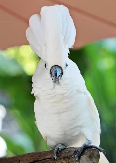 African Greys & Umbrella Cockatoo