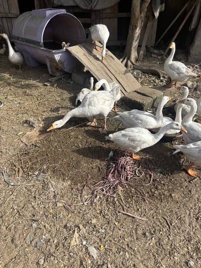 Geese Ducks