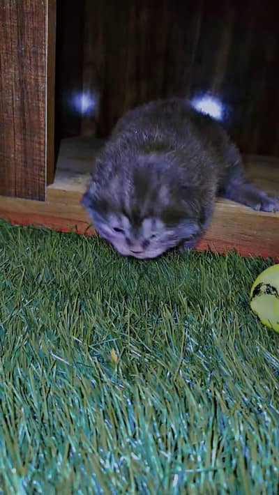 gray persian cat