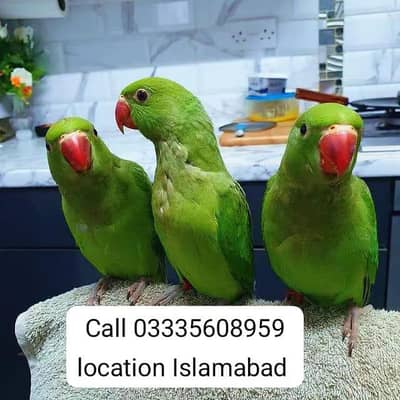 Single 6,000 Hand Tamed Friendly Green Ring Neck Male/Female Parrots