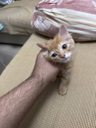 Persian male kitten free for sale