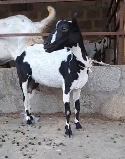 Teady Bakri with 2 female kids