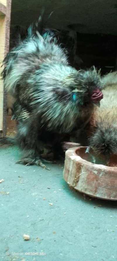 colour silkie breeder  male i top quality 100% 03036504970