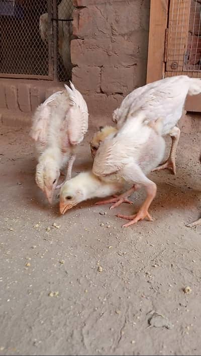 Heera Aseel chick's 4 and one simple Aseel chicks