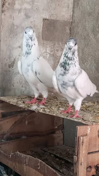 sailkoti male available