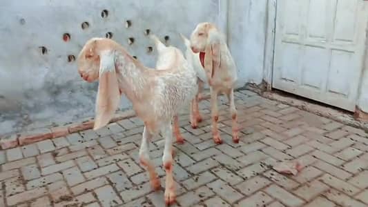 2 makkhi chhina Bakre for sale.  03102718718