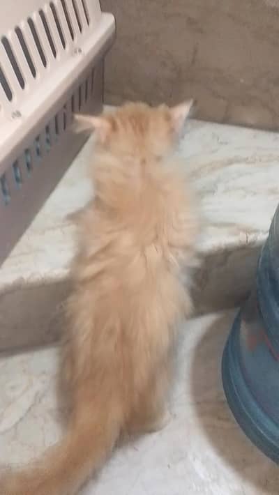 Persian kitten