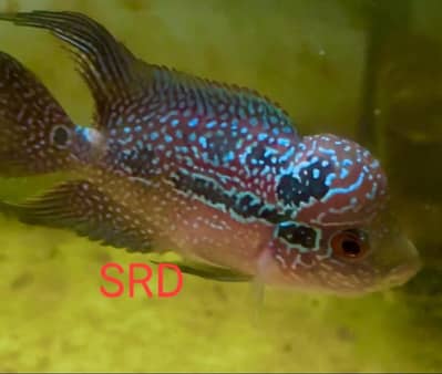 kamfa ,srd ,thai silk red magma