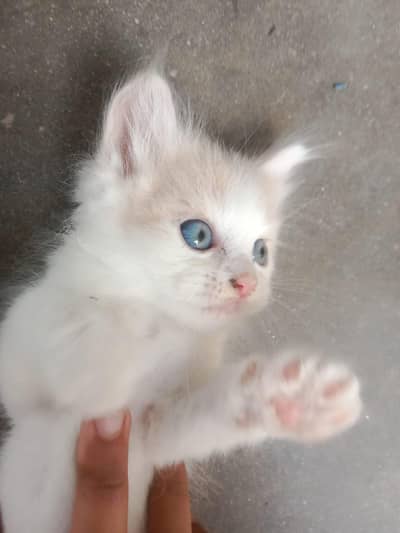 ginger,double coated kitten,blue eyes , Persian kitten