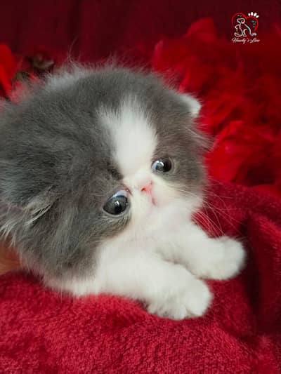 CFA register show quality big eyes male