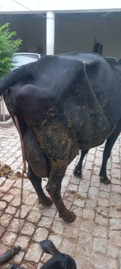 cow for sale jursey frezion 2 din ki soi sath wacha
