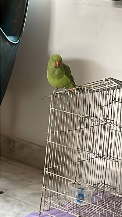 Parrots and other bird for sale