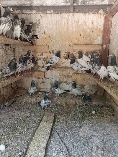 teddy pigeon