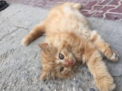 Persian Cat