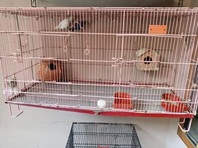 Love bird for sale 2 pairs han