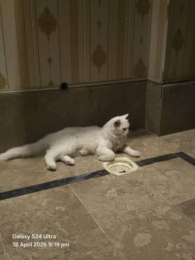 pershin cat triple code yellow  eyes