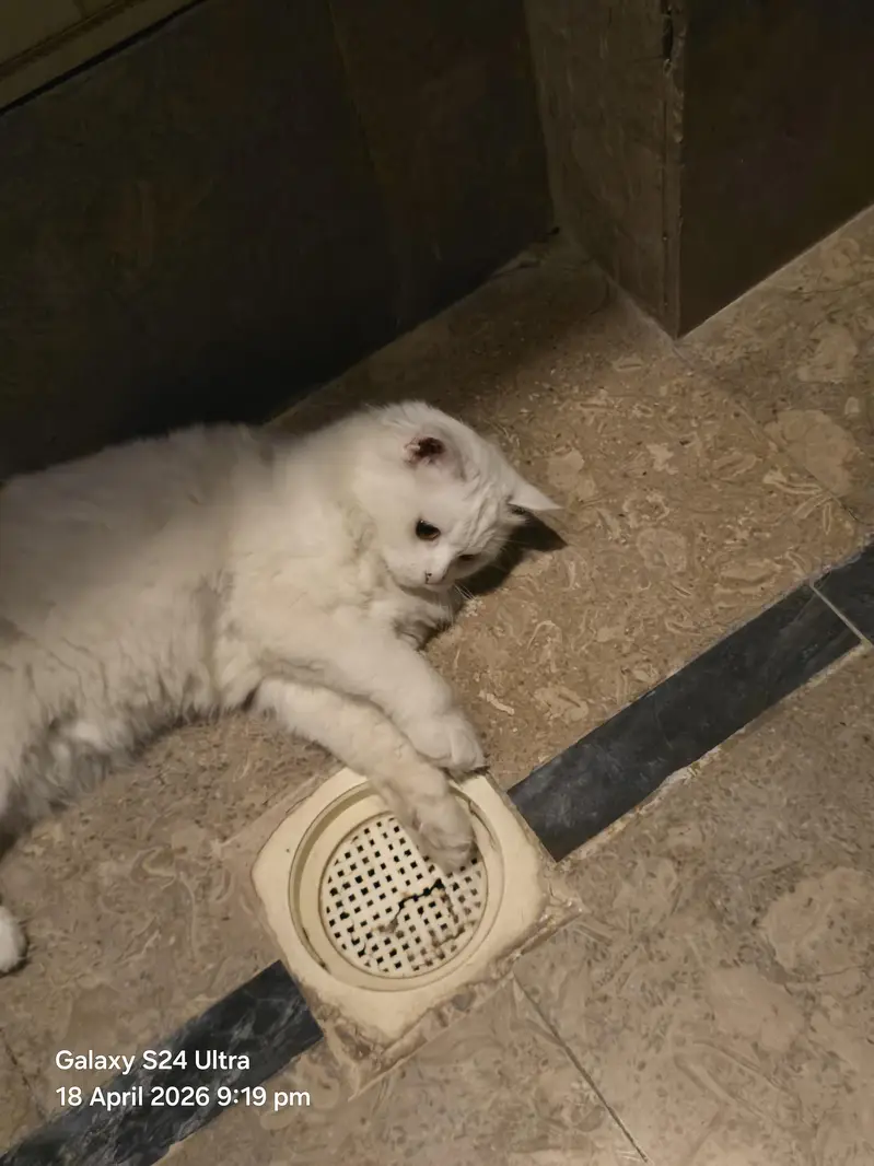 pershin cat triple code yellow  eyes — photo 3