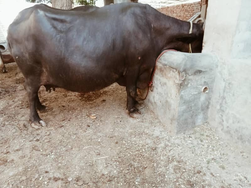 صحت مند بھینس برائے فروخت — 9 ماہ کی حاملہ 0