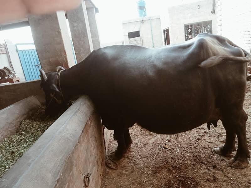 صحت مند بھینس برائے فروخت — 9 ماہ کی حاملہ 1