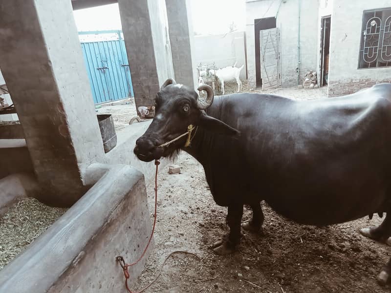 صحت مند بھینس برائے فروخت — 9 ماہ کی حاملہ 3
