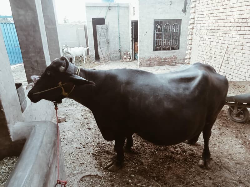 صحت مند بھینس برائے فروخت — 9 ماہ کی حاملہ 4