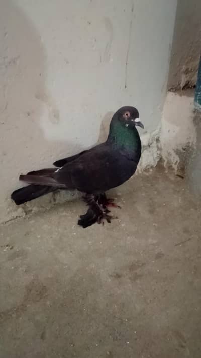 fanshi pigeon black