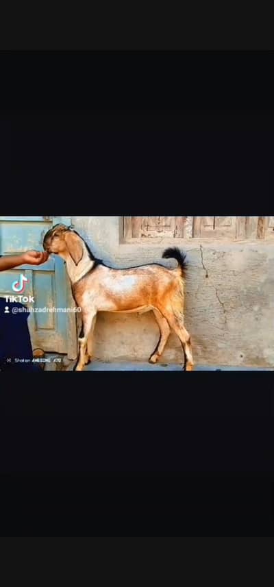mashallah khubsurat breader quality Bakra age 5month