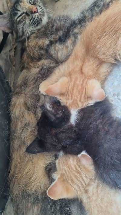 Healthy 4 Year Tortoiseshell Tabby Cat