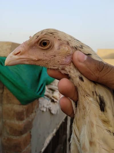 Sindhi aseel patha