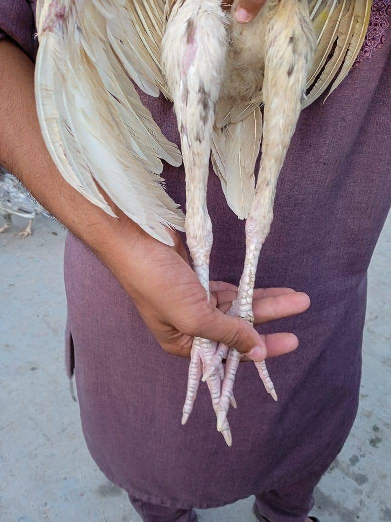 Sindhi aseel patha 1