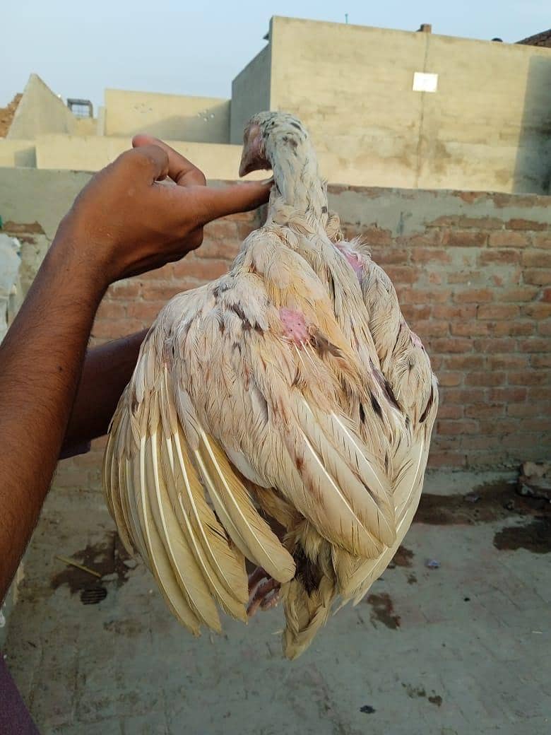 Sindhi aseel patha 2