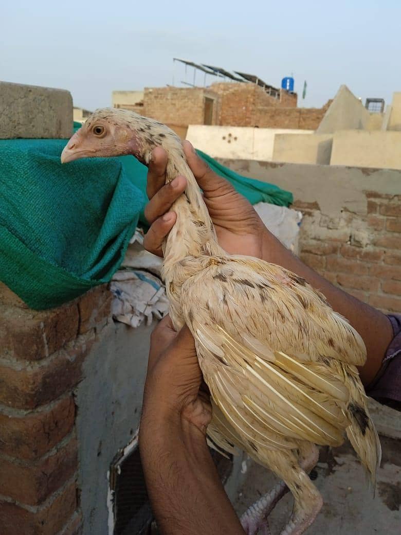 Sindhi aseel patha 3