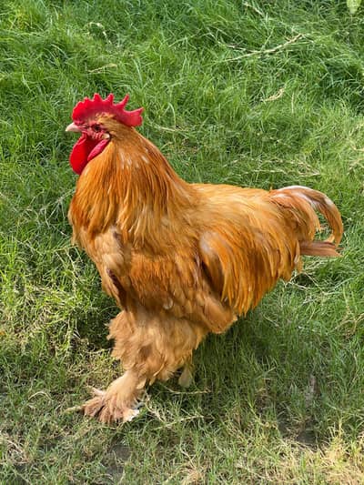 Fertile male