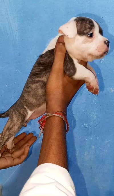 Evil PitBuLl,s KaNaL