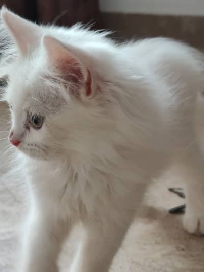Persian cat