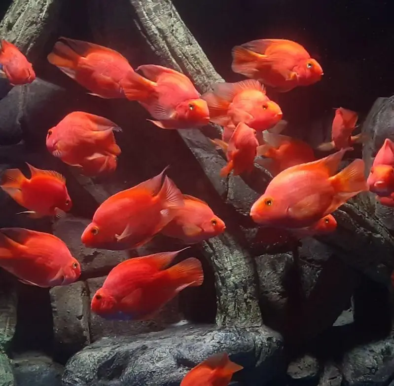 aquarium and fishes and accessories all and all wishes available — photo 3