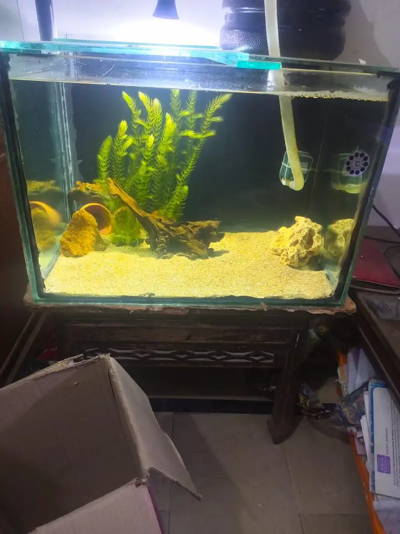 aquarium and fishes and accessories all and all wishes available — photo 4