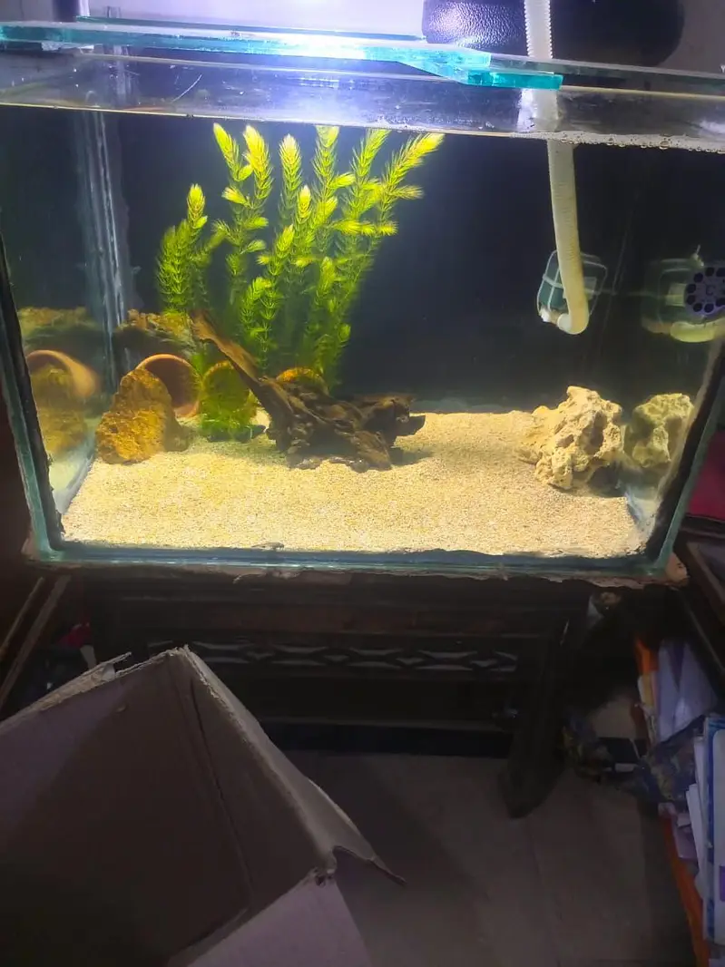 aquarium and fishes and accessories all and all wishes available — photo 5