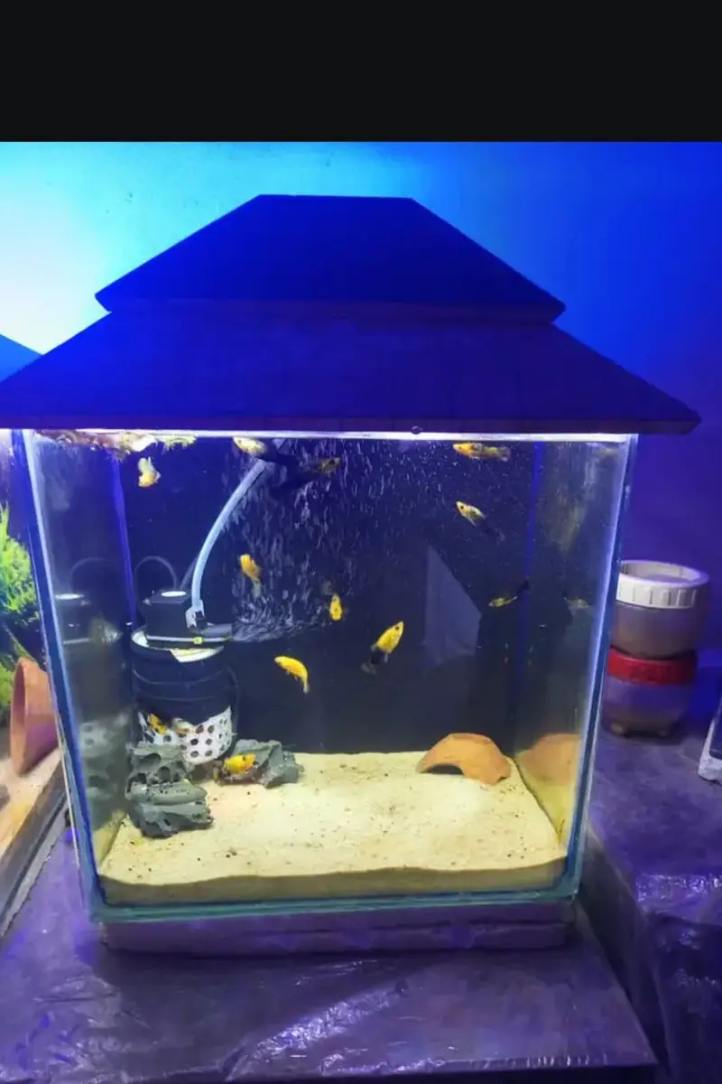 aquarium and fishes and accessories all and all wishes available — photo 9