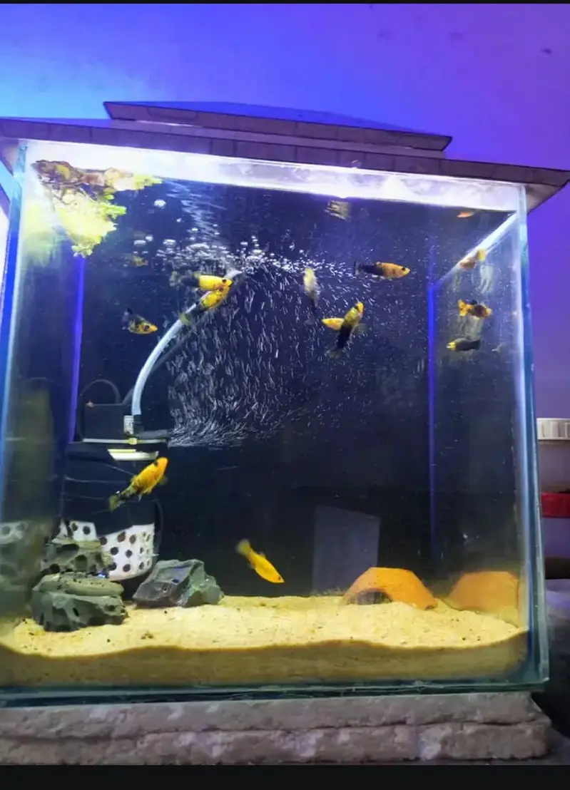 aquarium and fishes and accessories all and all wishes available — photo 10