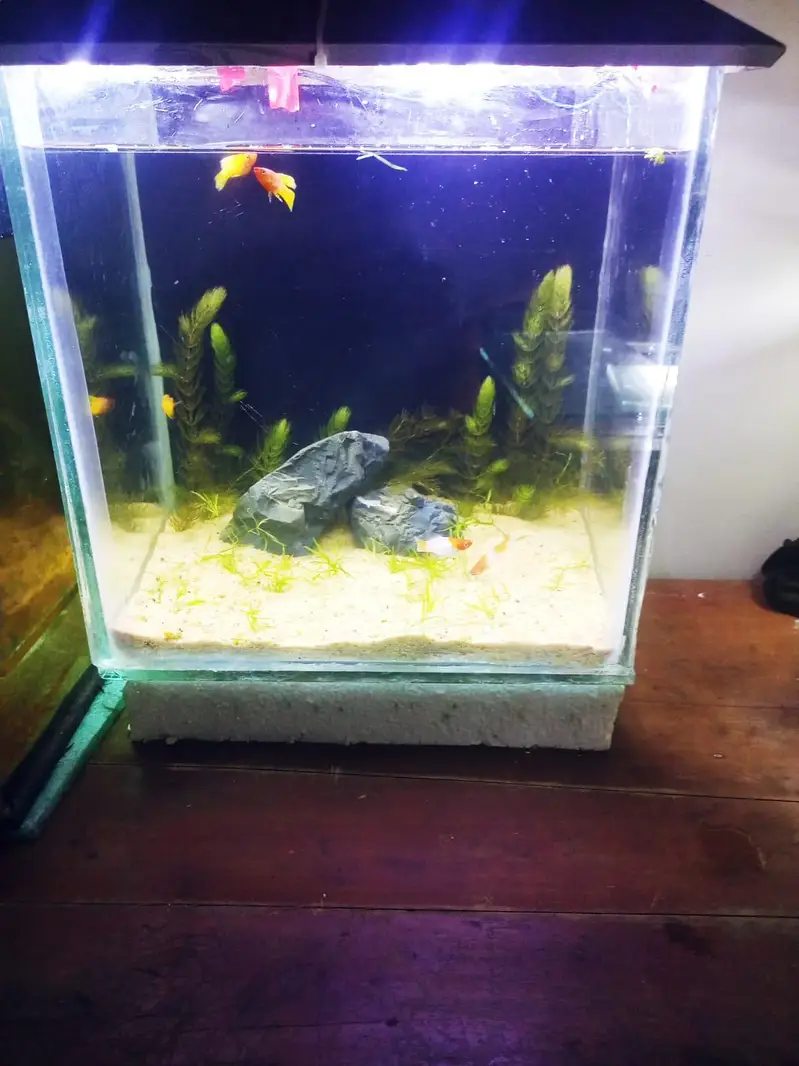 aquarium and fishes and accessories all and all wishes available — photo 11