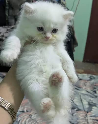 (Persian female kitten) (for sale all) (Pakistan delivery available)