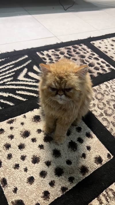 Extreme punch face ginger cat