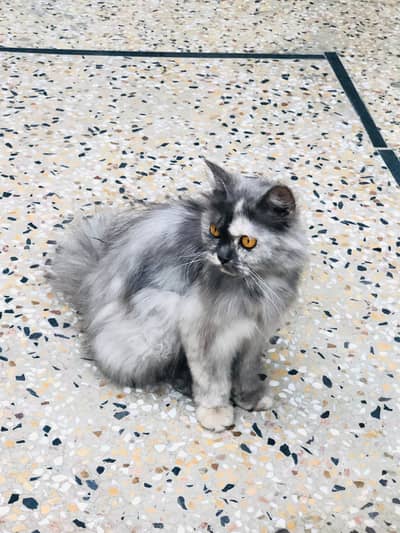 Healthy Female Persian Cat - Ash Grey, Long Hair, Orange Eyes