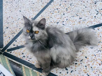 Healthy Female Persian Cat - Ash Grey, Long Hair, Orange Eyes