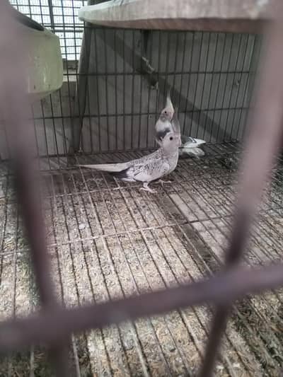 cocktails breeder pairs available for sale