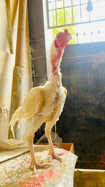 pure white high quality Aseel qhandhari mali pair