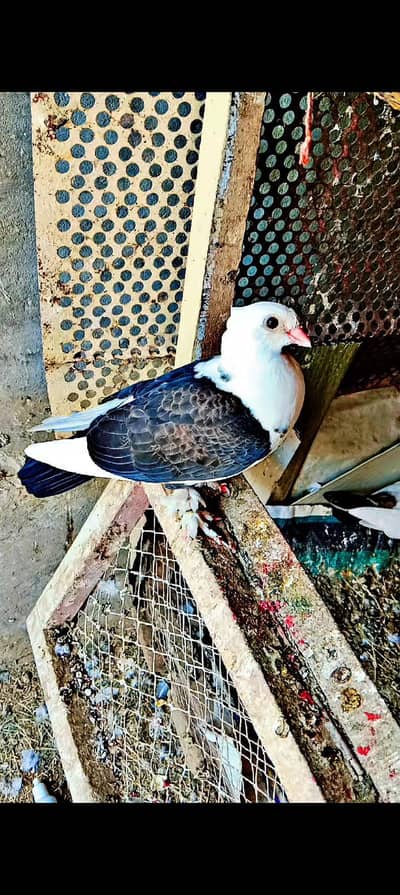 Sentient Peigen  pair available healthy and active Benton chicks